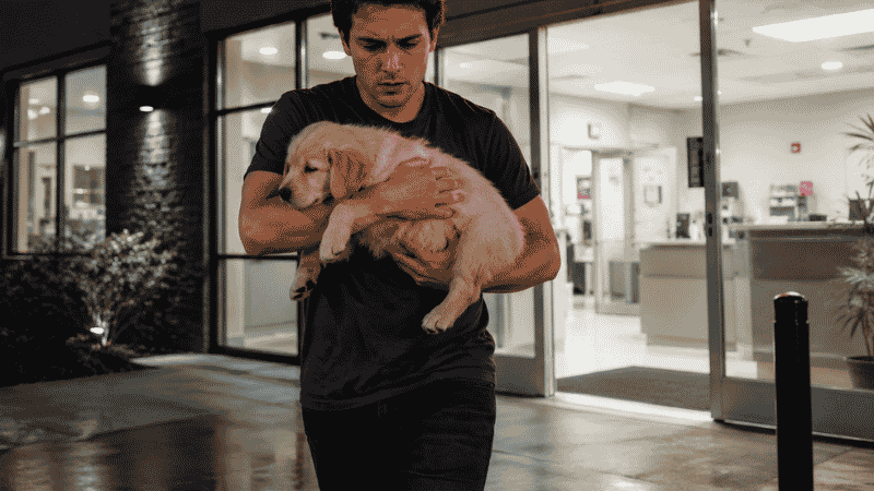 A dog owner urgently carrying a lethargic puppy into an emergency veterinary clinic at night, showing the correct response to Level 3 severe puppy diarrhea symptoms including bloody stool, collapse, or signs of dehydration